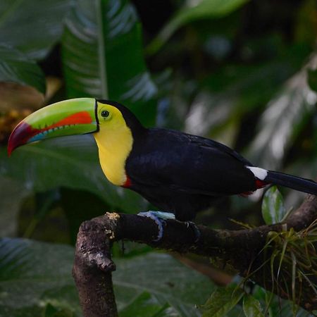 Veragua Rainforest Puerto Limon Exterior photo